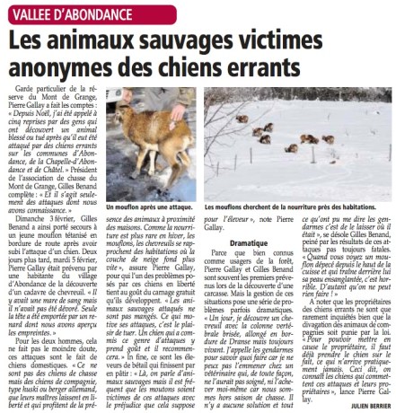 2013 02 19 chiens errants